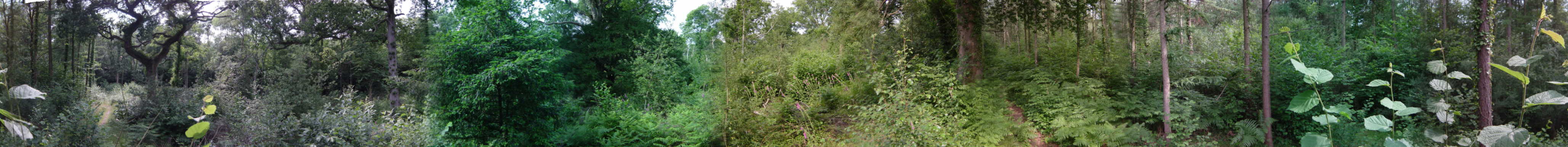360 degree shot of clearing in woods